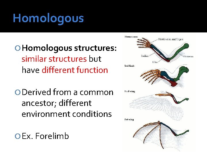 Homologous structures: similar structures but have different function Derived from a common ancestor; different