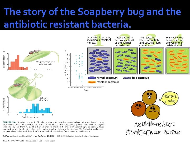 The story of the Soapberry bug and the antibiotic resistant bacteria. 