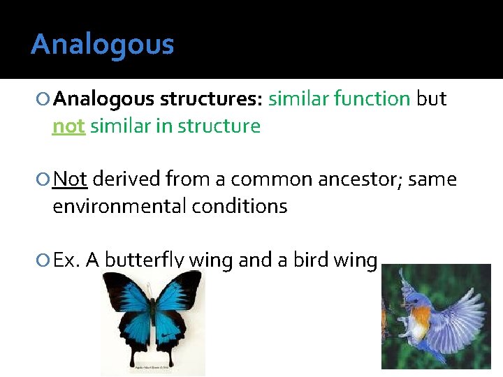 Analogous structures: similar function but not similar in structure Not derived from a common