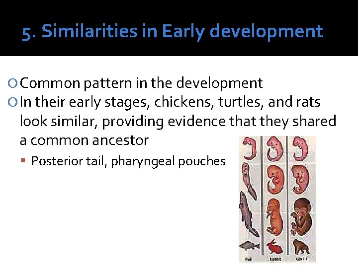 5. Similarities in Early development Common pattern in the development In their early stages,