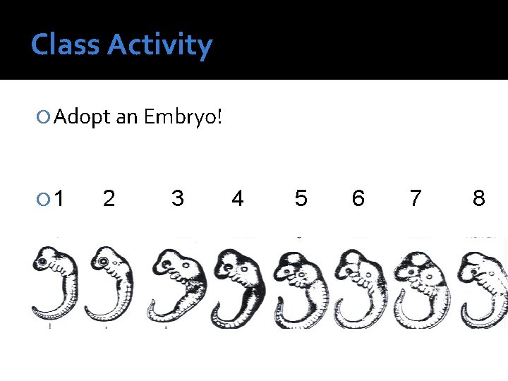 Class Activity Adopt an Embryo! 1 2 3 4 5 6 7 8 