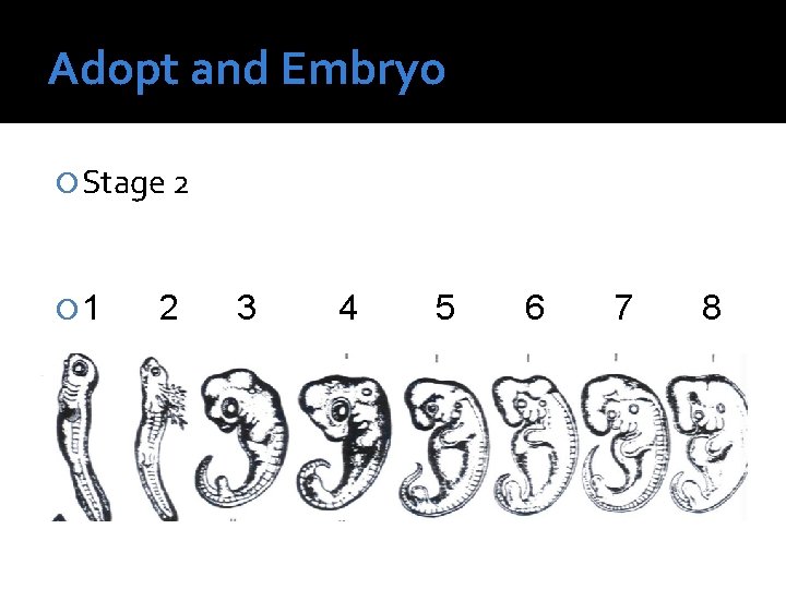 Adopt and Embryo Stage 2 1 2 3 4 5 6 7 8 