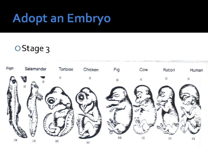 Adopt an Embryo Stage 3 