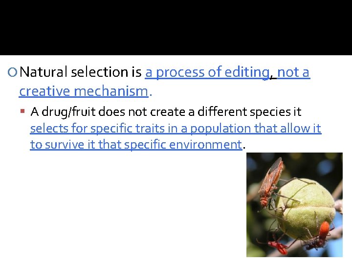  Natural selection is a process of editing, not a creative mechanism. A drug/fruit