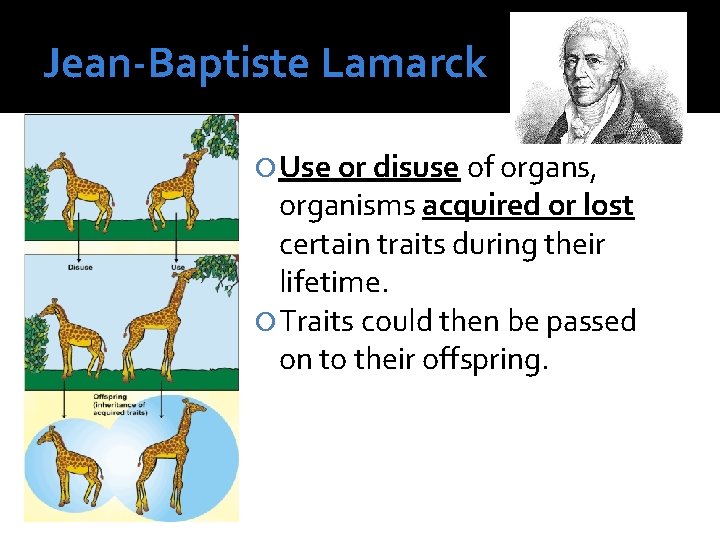 Jean-Baptiste Lamarck Use or disuse of organs, organisms acquired or lost certain traits during