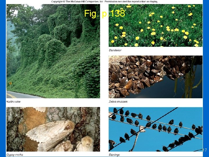 Fig. p. 138 17 Fig. p. 138 17
