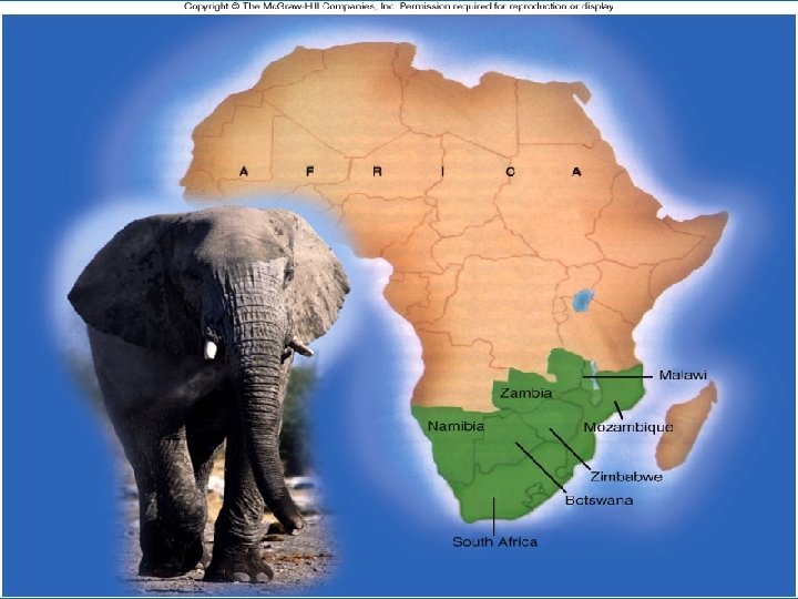 Elephant Trade 31 Elephant Trade 31