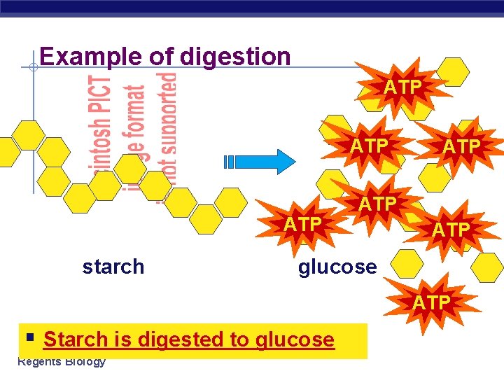 Example of digestion ATP ATP starch ATP ATP glucose ATP § Starch is digested