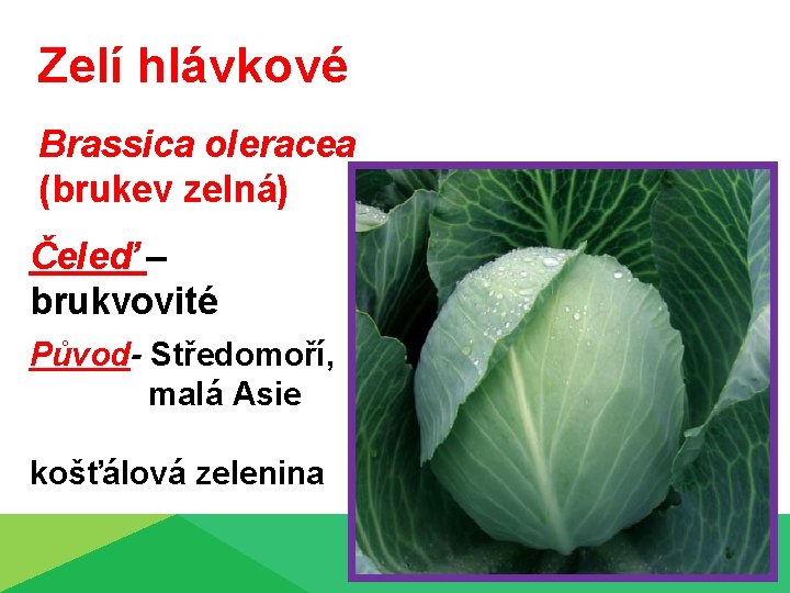 Zelí hlávkové Brassica oleracea (brukev zelná) Čeleď – brukvovité Původ- Středomoří, malá Asie košťálová