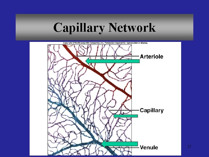 Systemic Capillary Network Cardio Vascular System Audience HealthPhysical educators and health