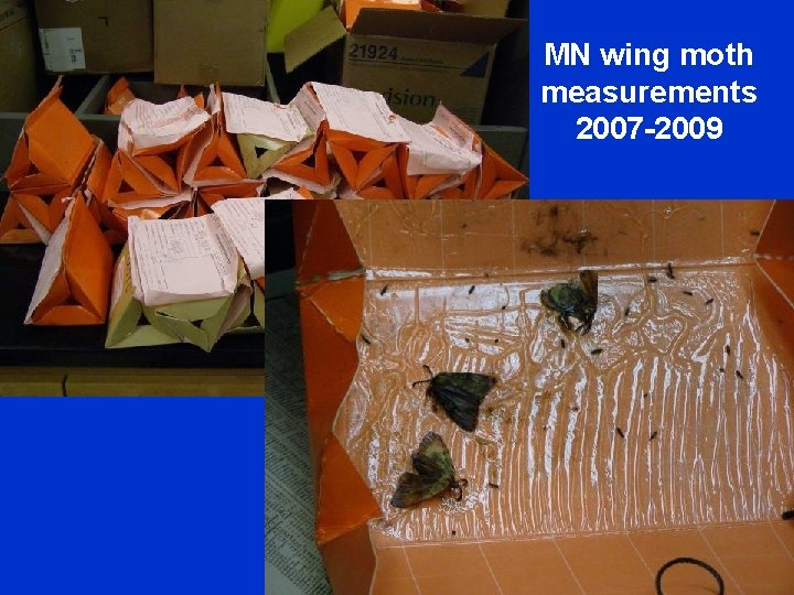 MN wing moth measurements 2007 -2009 