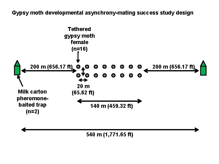 Gypsy moth developmental asynchrony-mating success study design Tethered gypsy moth female (n=16) 200 m