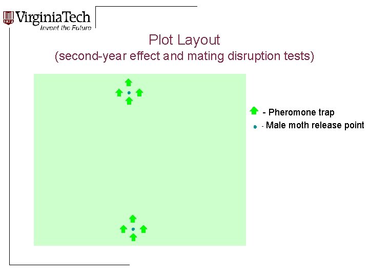 Plot Layout (second-year effect and mating disruption tests) - Pheromone trap - Male moth