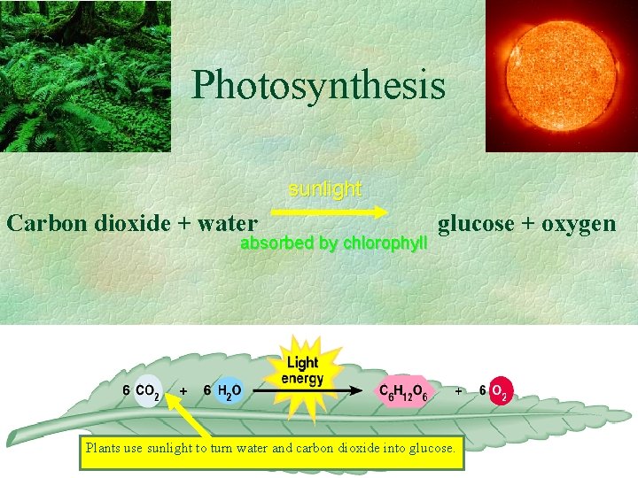 Photosynthesis sunlight Carbon dioxide + water absorbed by chlorophyll glucose + oxygen Plants use