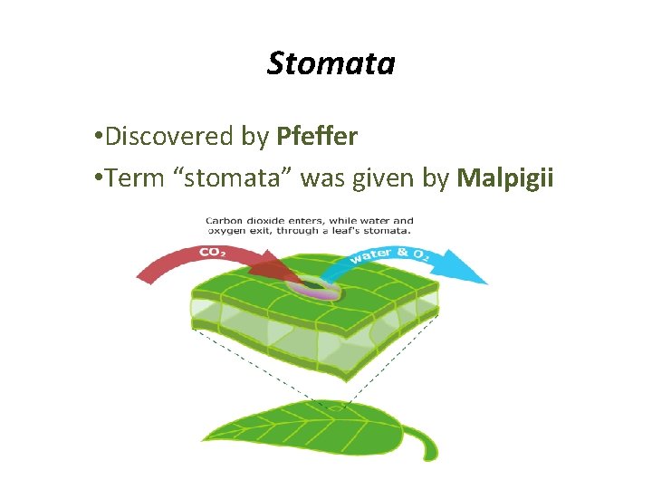 Stomata • Discovered by Pfeffer • Term “stomata” was given by Malpigii 