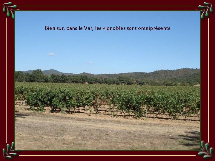 Bien sur, dans le Var, les vignobles sont omniprésents 