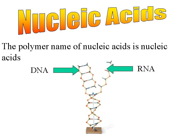 The polymer name of nucleic acids is nucleic acids DNA RNA 