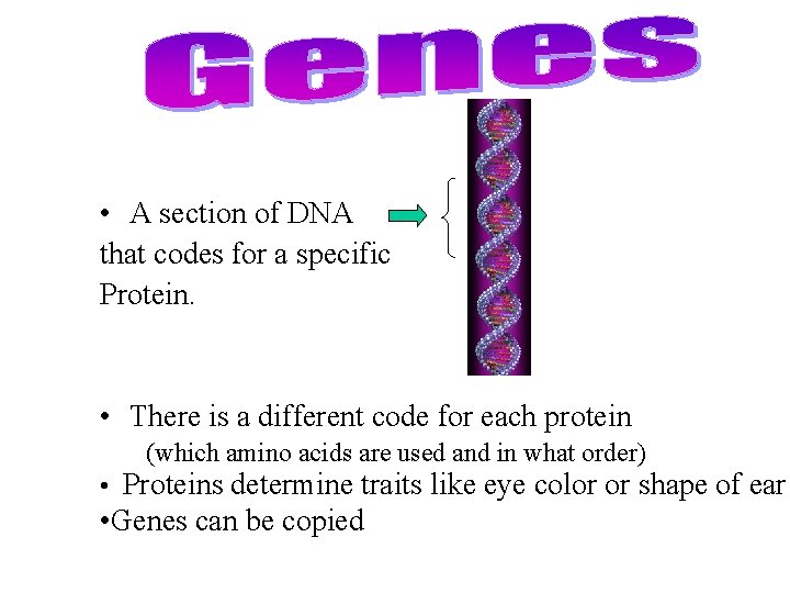  • A section of DNA that codes for a specific Protein. • There