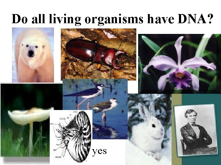 Do all living organisms have DNA? yes 