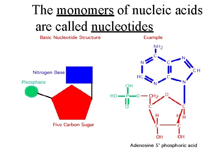 The monomers of nucleic acids are called nucleotides 