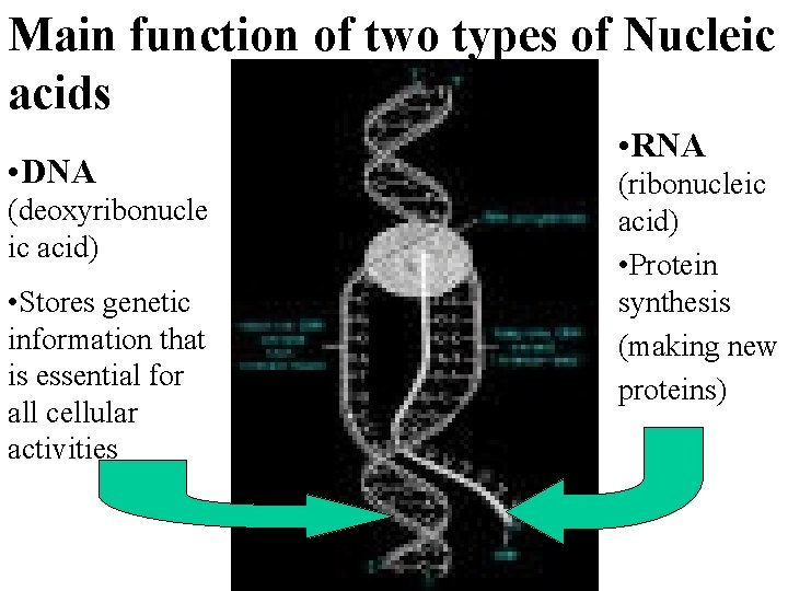 Main function of two types of Nucleic acids • DNA (deoxyribonucle ic acid) •