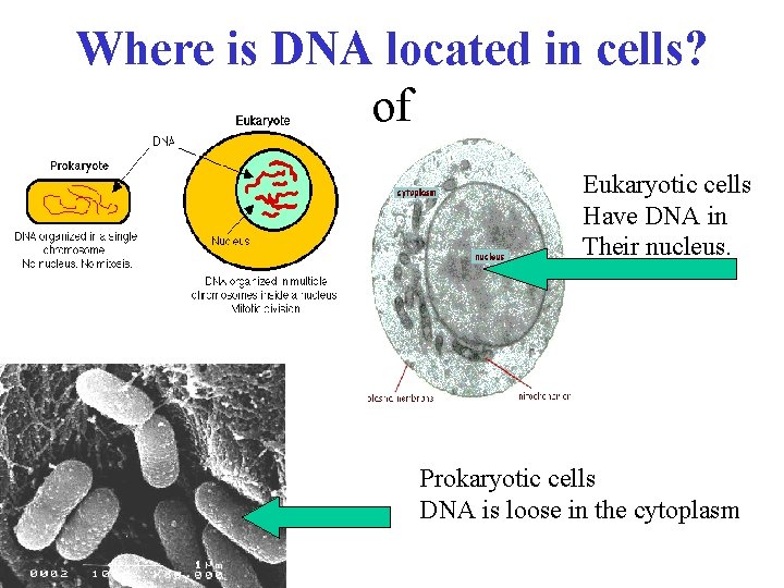 Where is DNA located in cells? of Eukaryotic cells Have DNA in Their nucleus.