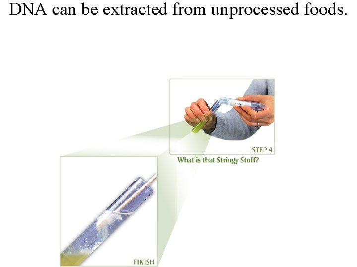 DNA can be extracted from unprocessed foods. 