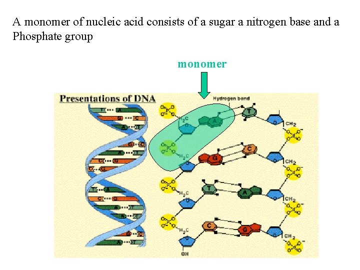 A monomer of nucleic acid consists of a sugar a nitrogen base and a