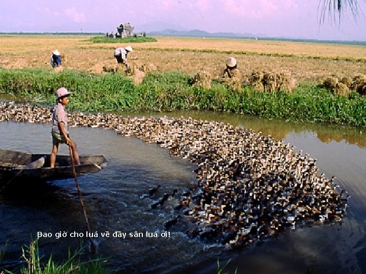 Bao giờ cho luá về đầy sân luá ơi! 