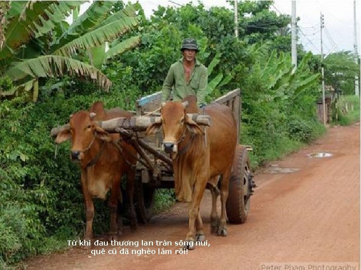 Từ khi đau thương lan tràn sông nuí, quê cũ đã nghèo lắm rồi!