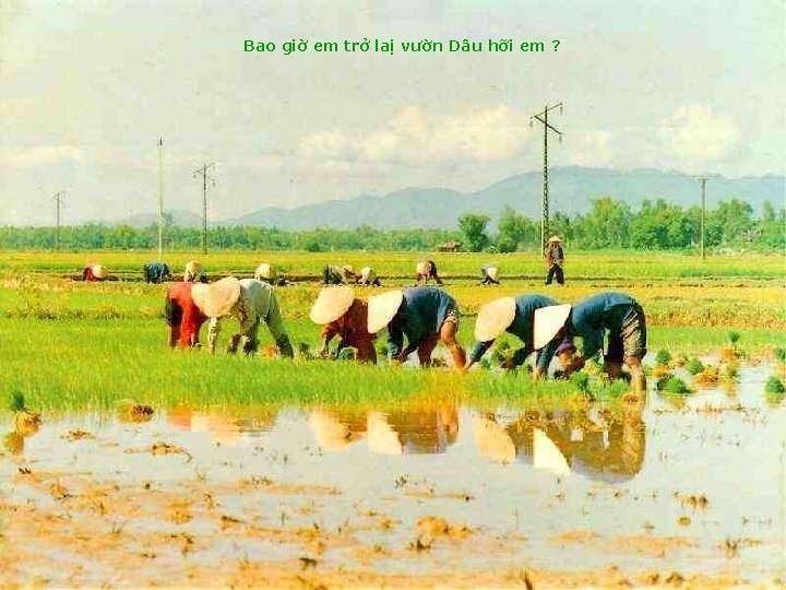 Bao giờ em trở laị vườn Dâu hỡi em ? 