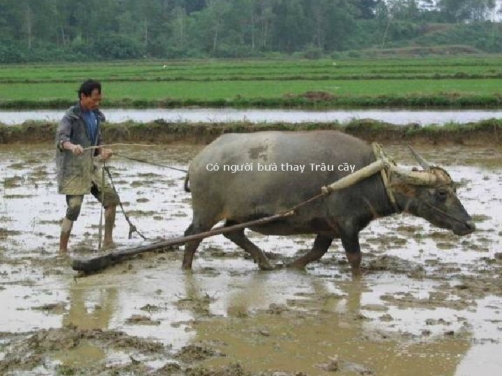 Có người bưà thay Trâu cầy 