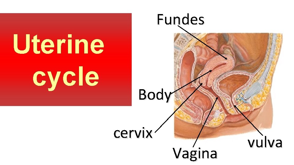 Uterine cycle Fundes Body cervix Vagina vulva 