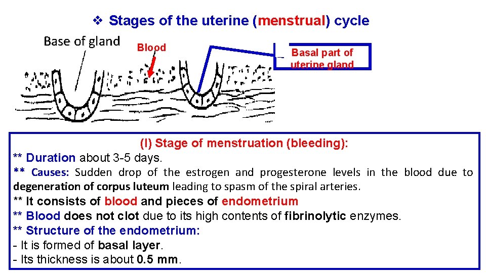 ❖ Stages of the uterine (menstrual) cycle Base of gland Blood Basal part of