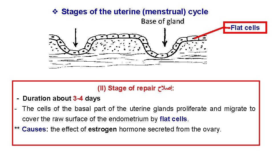❖ Stages of the uterine (menstrual) cycle Base of gland Flat cells (II) Stage