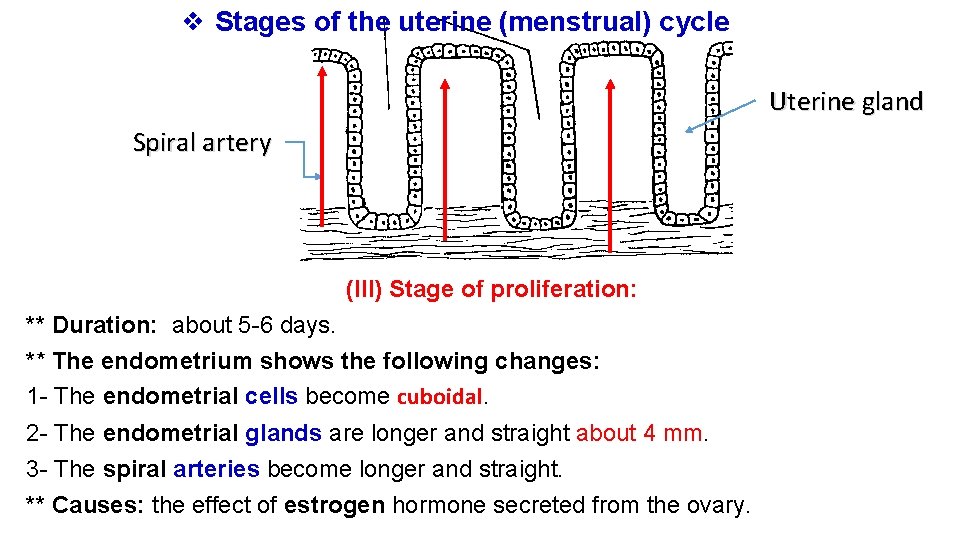 ❖ Stages of the uterine (menstrual) cycle Uterine gland Spiral artery (Ill) Stage of