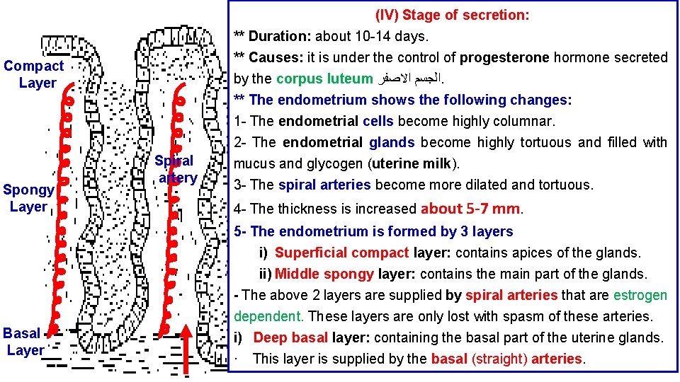 (IV) Stage of secretion: ** Duration: about 10 -14 days. ** Causes: it is