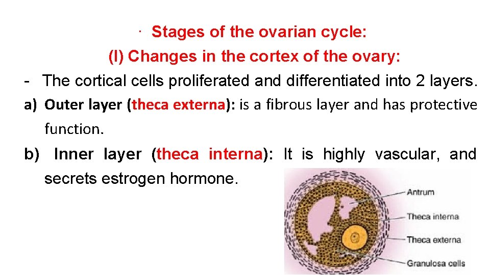 ∙ Stages of the ovarian cycle: (I) Changes in the cortex of the ovary: