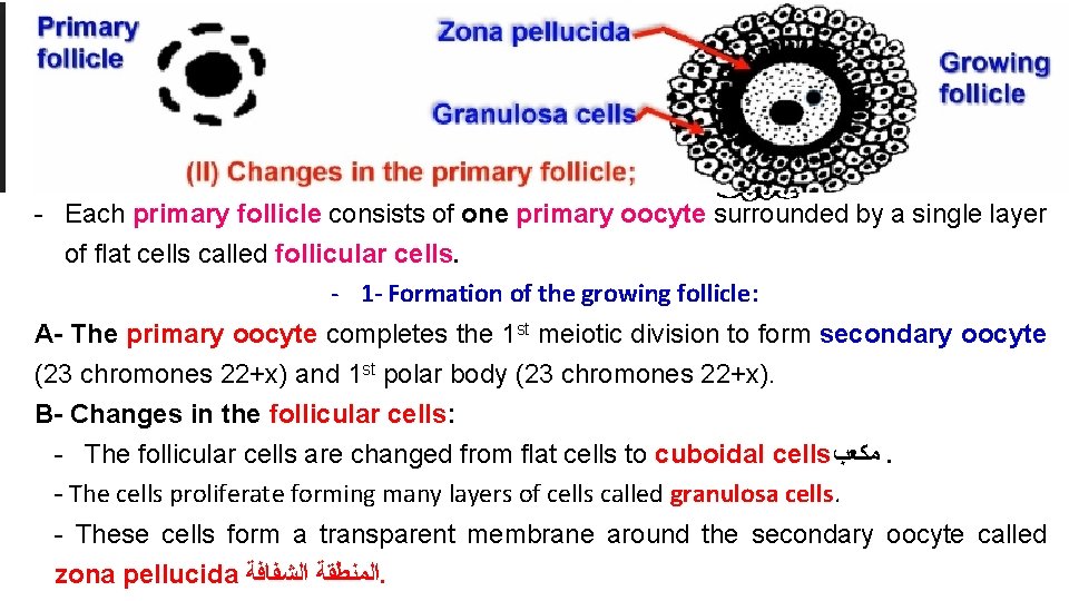 Primary follicle Zona pellucida Granulosa cells Growing follicle (II) Changes in the primary follicle;