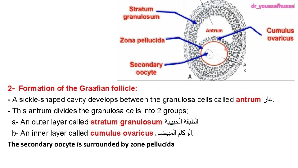 2 - Formation of the Graafian follicle: - A sickle-shaped cavity develops between the