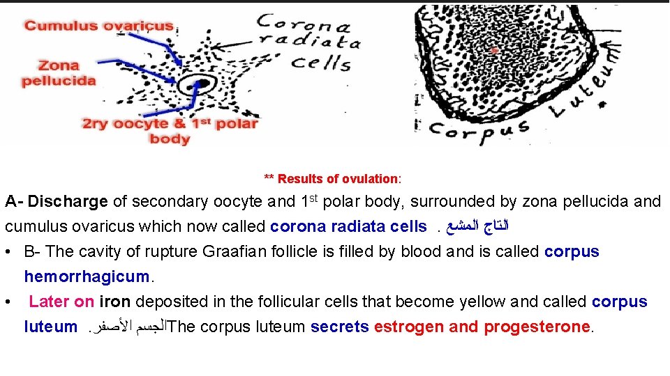 ** Results of ovulation: A- Discharge of secondary oocyte and 1 st polar body,