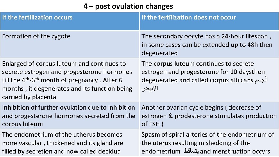 4 – post ovulation changes If the fertilization occurs If the fertilization does not
