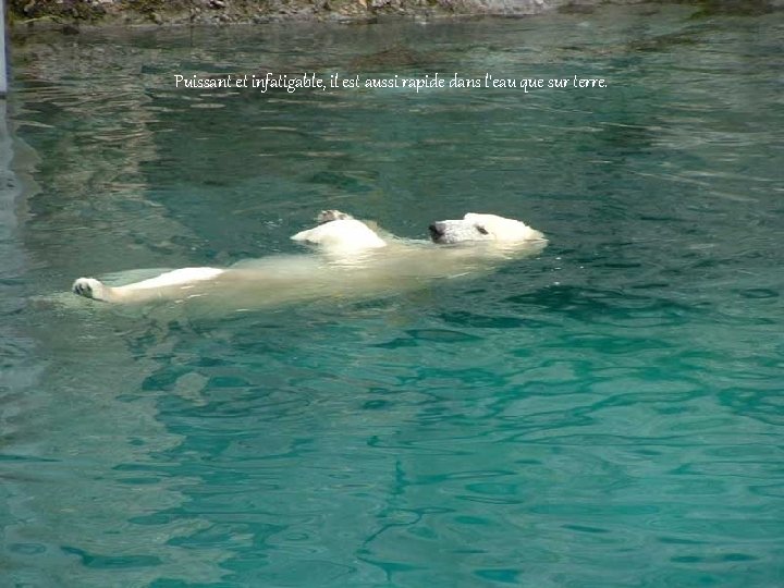 Puissant et infatigable, il est aussi rapide dans l'eau que sur terre. 