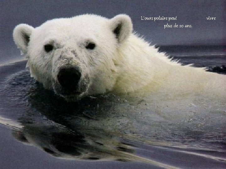 L'ours polaire peut plus de 20 ans. vivre 