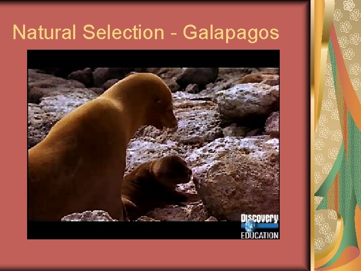 Natural Selection - Galapagos 
