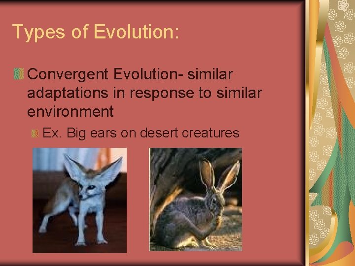 Types of Evolution: Convergent Evolution- similar adaptations in response to similar environment Ex. Big