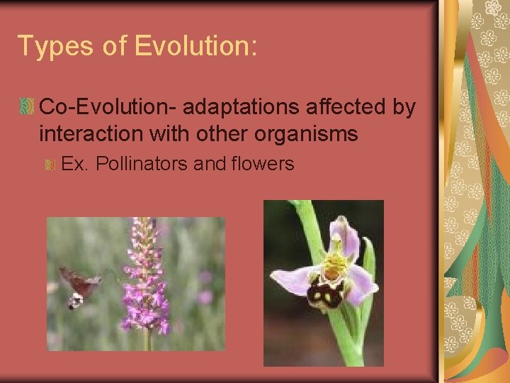 Types of Evolution: Co-Evolution- adaptations affected by interaction with other organisms Ex. Pollinators and