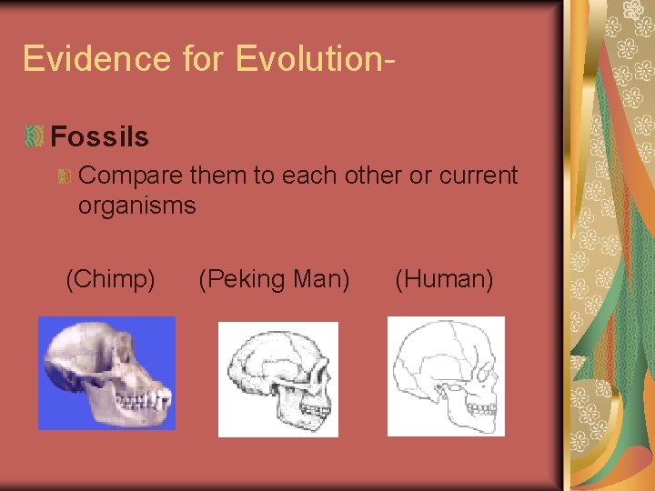 Evidence for Evolution. Fossils Compare them to each other or current organisms (Chimp) (Peking