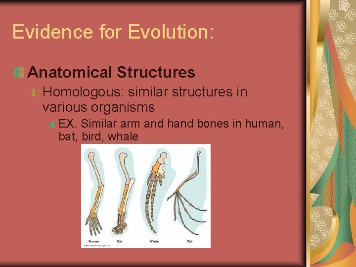 Evidence for Evolution: Anatomical Structures Homologous: similar structures in various organisms EX. Similar arm