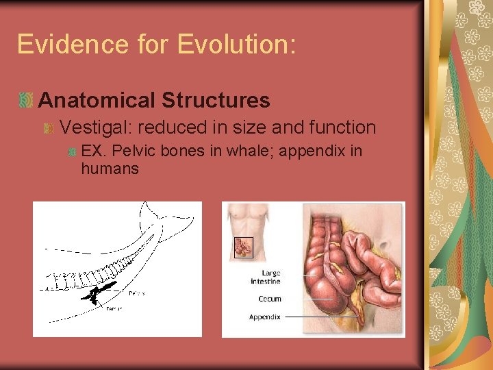 Evidence for Evolution: Anatomical Structures Vestigal: reduced in size and function EX. Pelvic bones